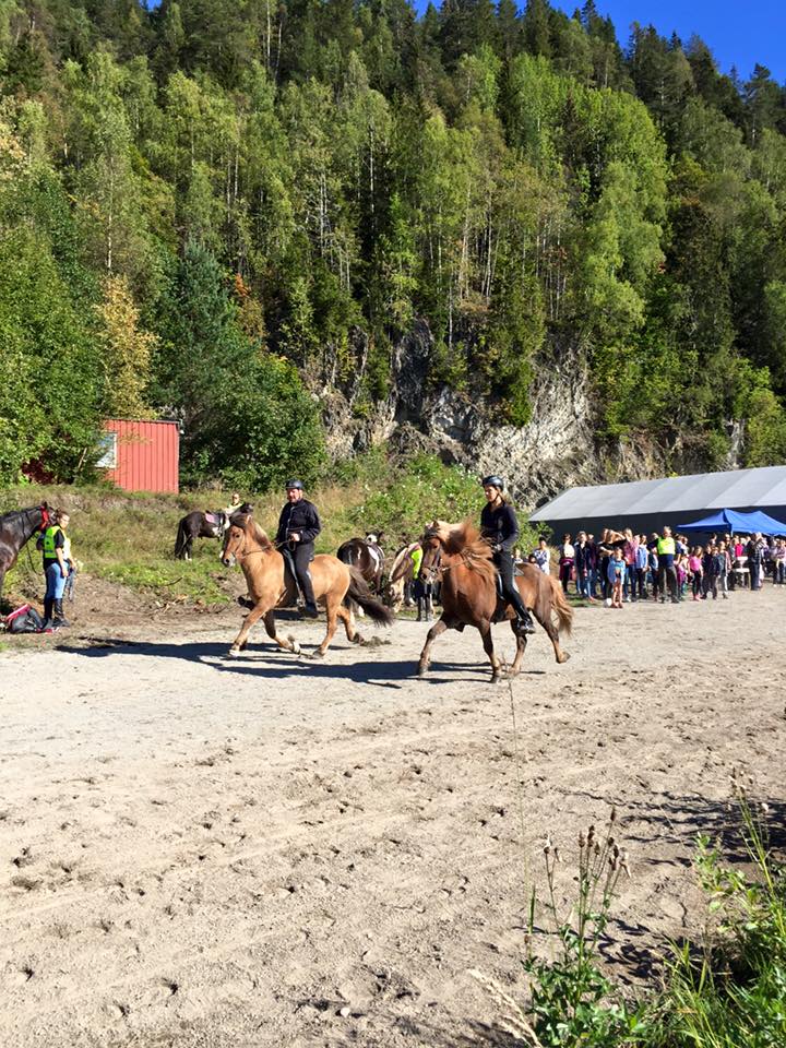 Islandshest oppvisning