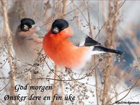 Artikkelbilde