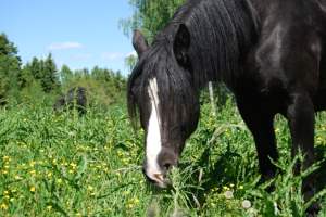 Starums Blessen i sitt rette element