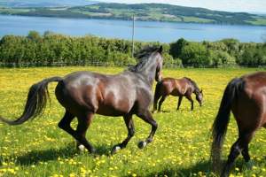 Ridehestene nyter sommeren